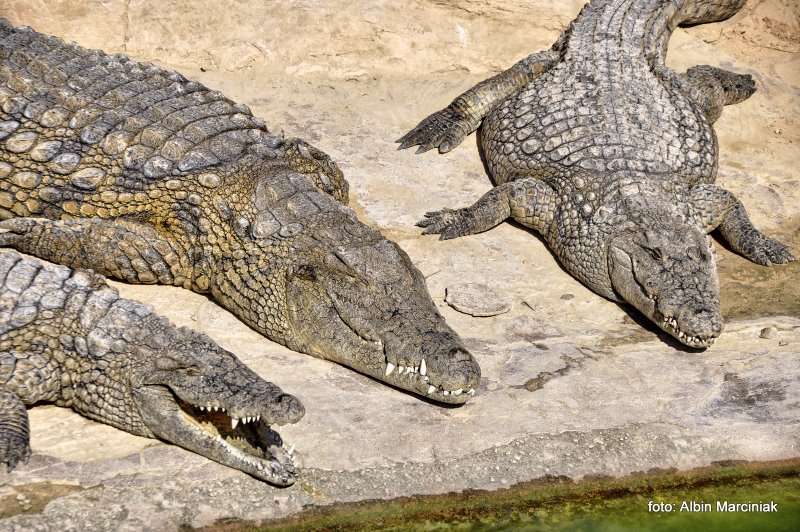  Farma Krokodyli 5