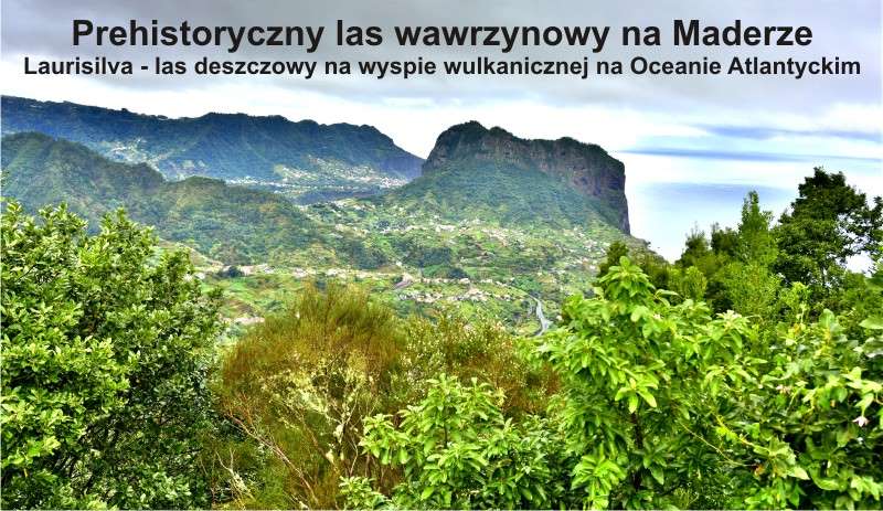 Prehistoryczny las wawrzynowy na Maderze 1