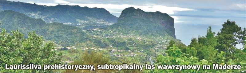 las wawrzynowy na Maderze