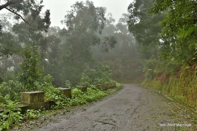 las wawrzynowy na Maderze 18