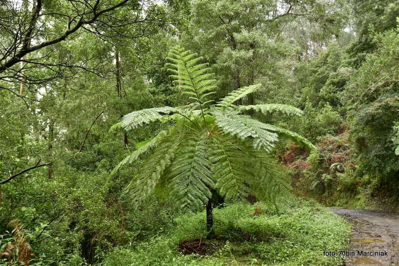 las wawrzynowy na Maderze 23