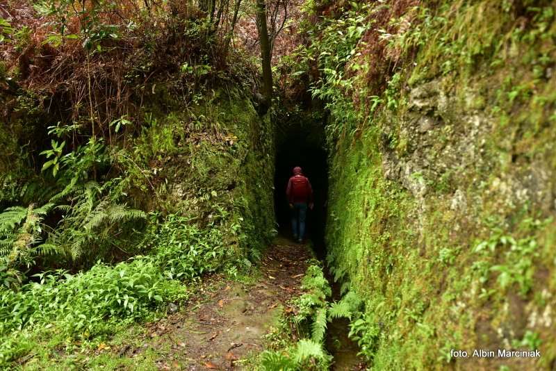 las wawrzynowy na Maderze 26