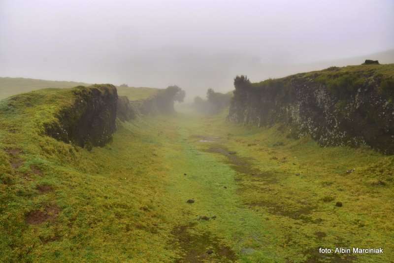 las wawrzynowy na Maderze 5