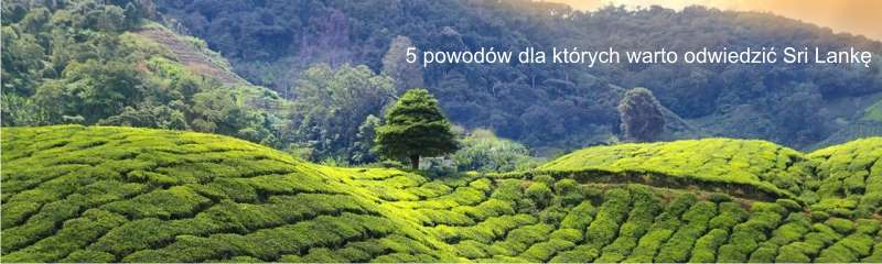 5 powodów dla których warto odwiedzić Sri Lankę m