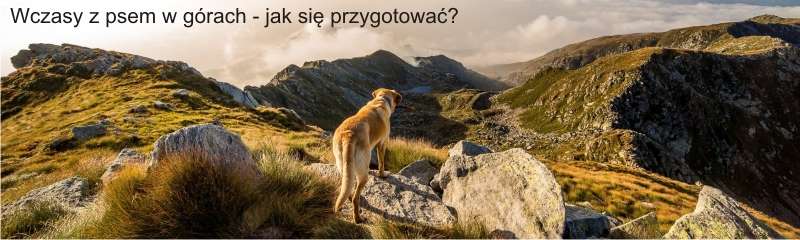 naszezoo wczasy z psem w gorach jak sie przygotowac 2