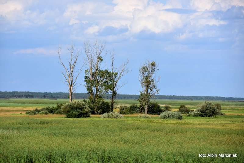 8 Biebrzański Park Narodowy Goniądz Biebrza