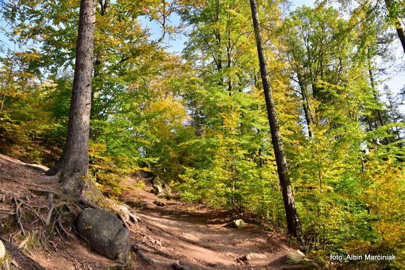Sokoliki w Rudawach Janowickich na Dolnym Slasku Sokole Gory 8