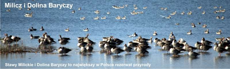 Milicz i Dolina Baryczy Stawy Milickie
