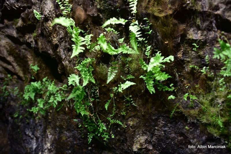 Sztolnia Królowa Luiza rośliny 8