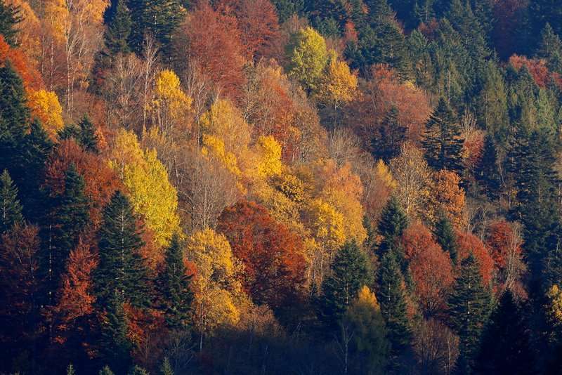 Jesien Matysiak 221012 Bieszczady O7R0047 z syg
