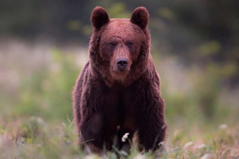 Niedzwiedzica Blizna Matysiak 100716 Sek T4A2449z syg