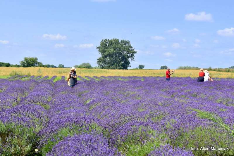Tuczyno Lawendowa Kraina Zlotniki Kujawskie 10