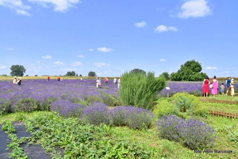 Tuczyno Lawendowa Kraina Zlotniki Kujawskie 11