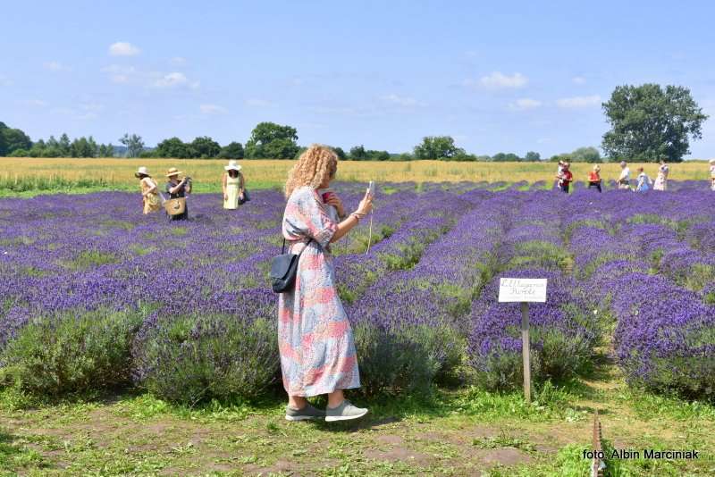 Tuczyno Lawendowa Kraina Zlotniki Kujawskie 12