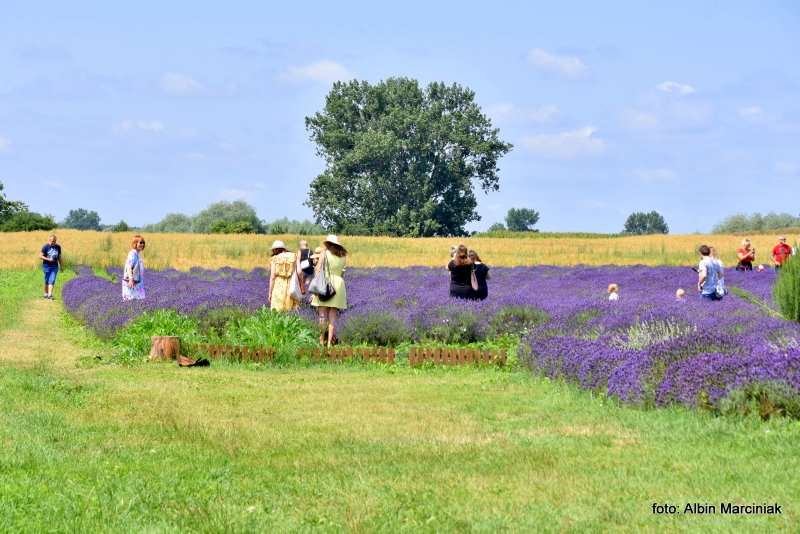 Tuczyno Lawendowa Kraina Zlotniki Kujawskie 3