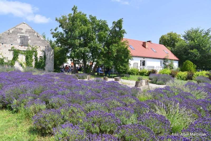 Tuczyno Lawendowa Kraina Zlotniki Kujawskie 8