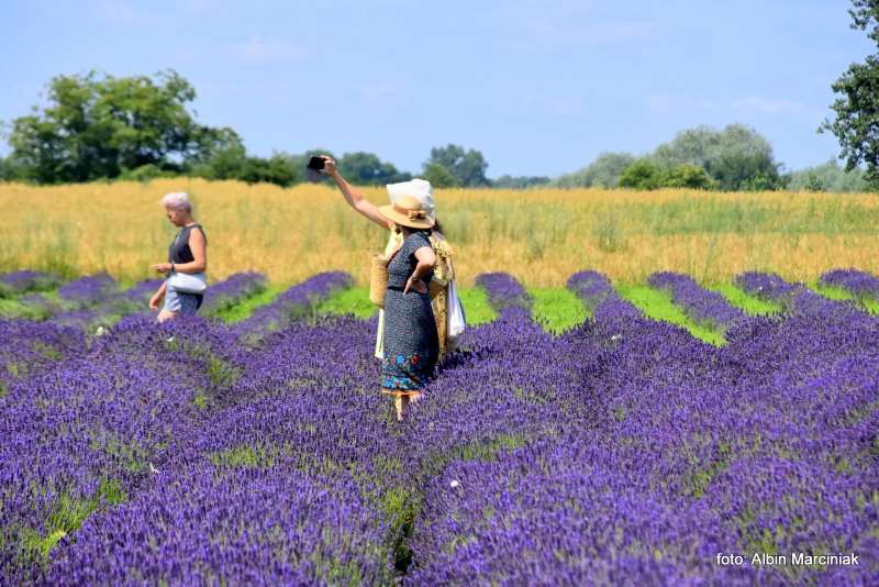 Tuczyno Lawendowa Kraina Zlotniki Kujawskie 9