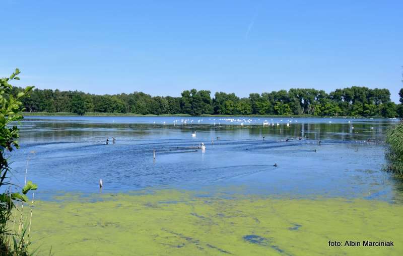 Milicz i Dolina Baryczy Stawy Milickie 15