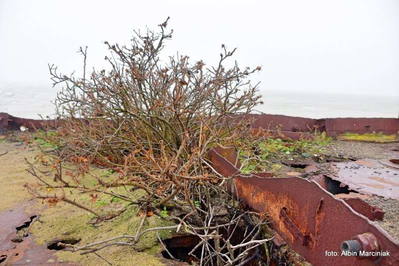 Wrak statku ORP Wicher II oraz ORP Grom II na Helu 28