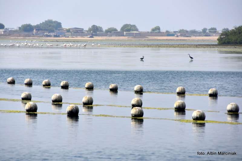 Farma Pereł w Ras al Khaimah w ZEA 17