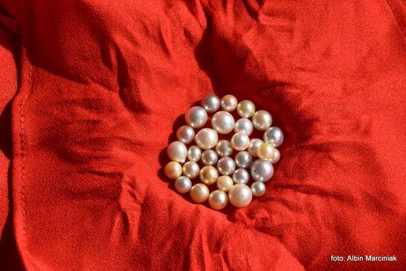 Farma Pereł w Ras al Khaimah w ZEA 21