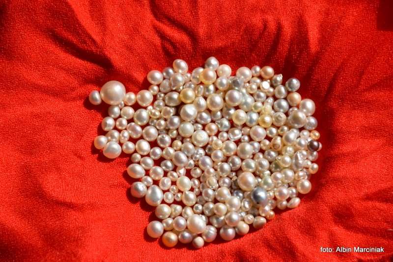 Farma Pereł w Ras al Khaimah w ZEA 22